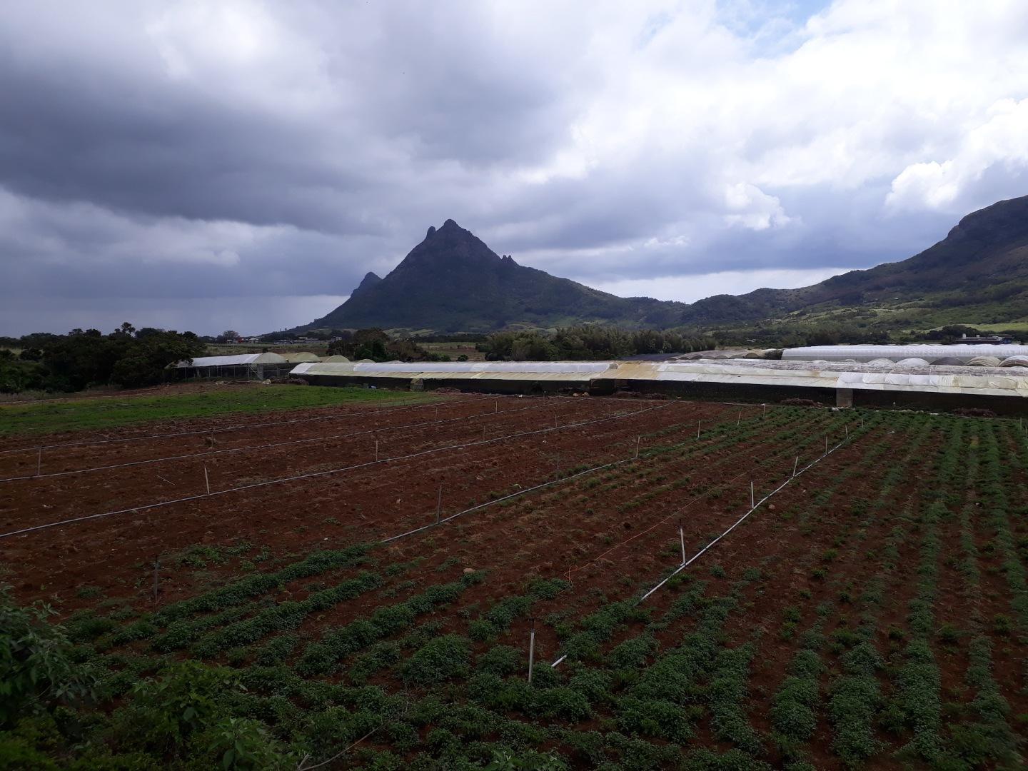 Terrain agricole / à bâtir à vendre – 8 arpents à Petit Verger, St Pierre | Opportunité d'investissement immobilier de premier choix