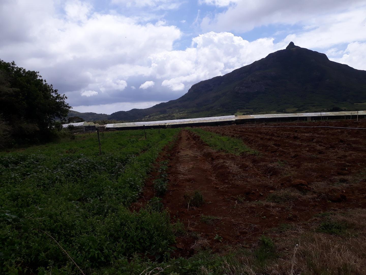 Terrain agricole / à bâtir à vendre – 8 arpents à Petit Verger, St Pierre | Opportunité d'investissement immobilier de premier choix