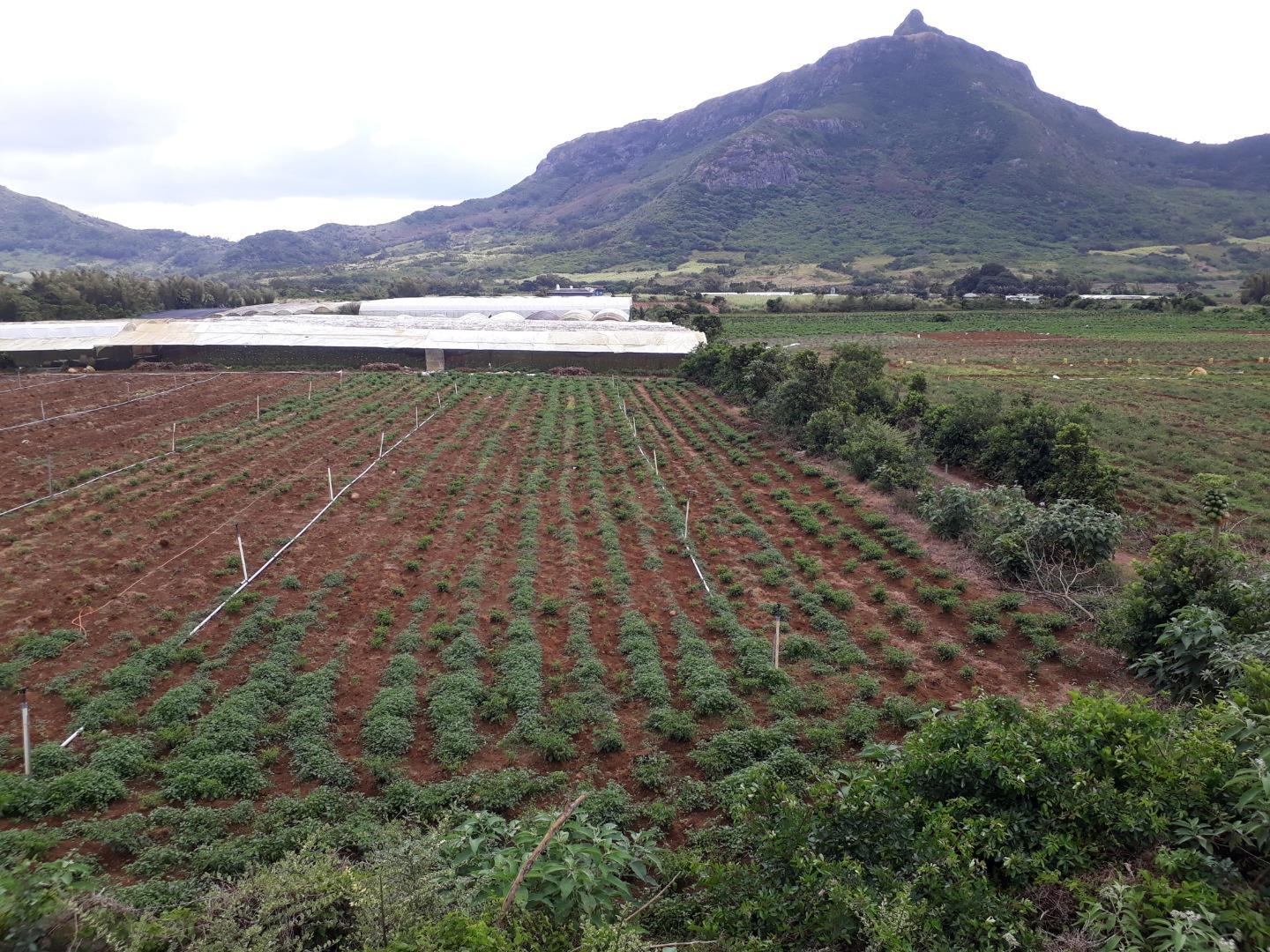 Terrain agricole / à bâtir à vendre – 8 arpents à Petit Verger, St Pierre | Opportunité d'investissement immobilier de premier choix