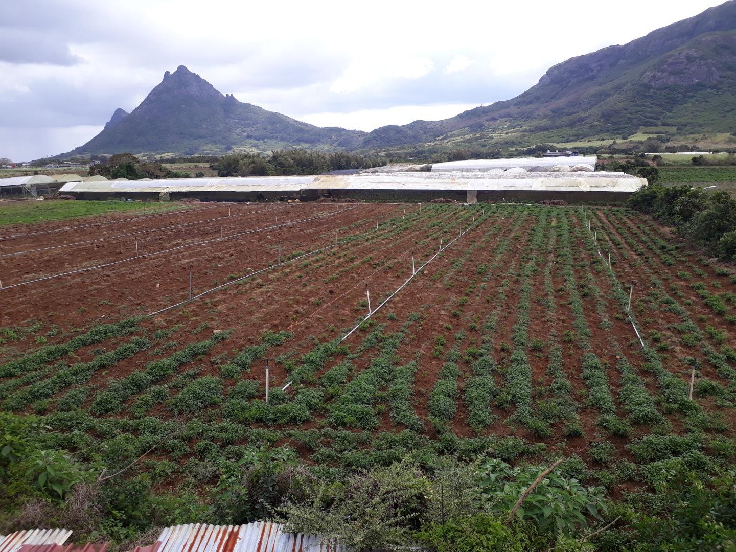 Terrain agricole / à bâtir à vendre – 8 arpents à Petit Verger, St Pierre | Opportunité d'investissement immobilier de premier choix