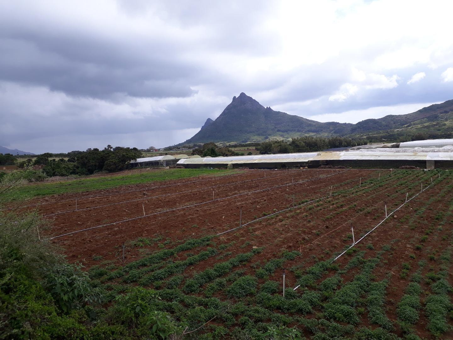 Terrain agricole / à bâtir à vendre – 8 arpents à Petit Verger, St Pierre | Opportunité d'investissement immobilier de premier choix