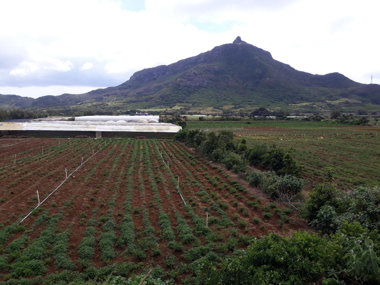 Terrain agricole / à bâtir à vendre – 8 arpents à Petit Verger, St Pierre | Opportunité d'investissement immobilier de premier choix