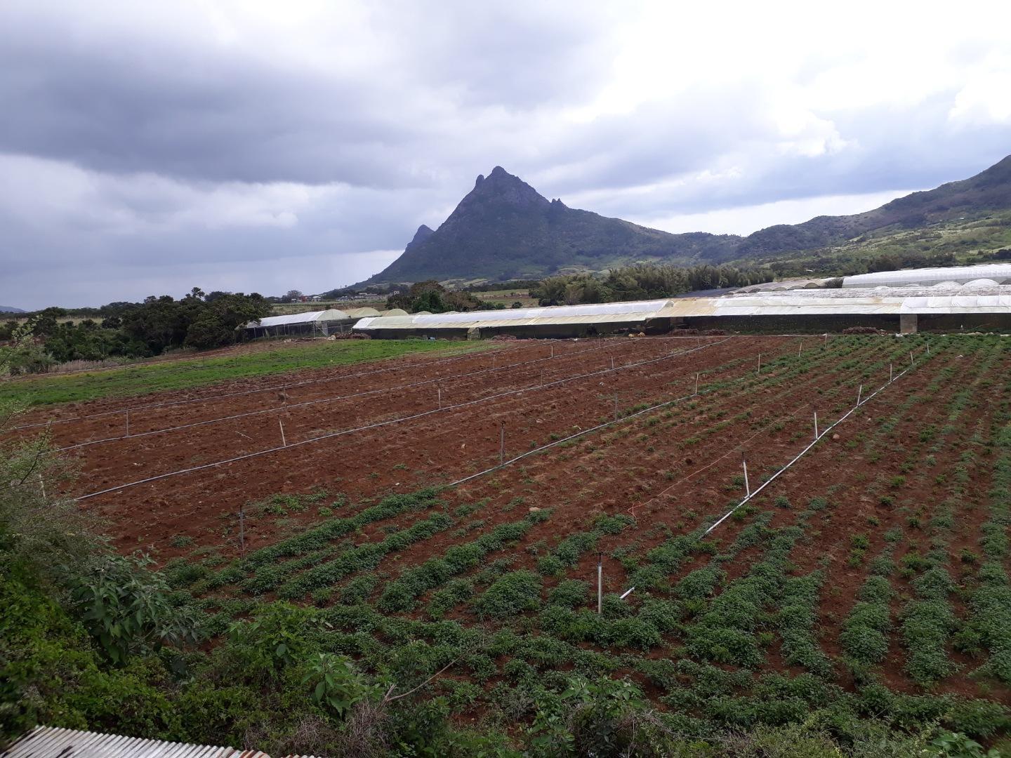 Terrain agricole / à bâtir à vendre – 8 arpents à Petit Verger, St Pierre | Opportunité d'investissement immobilier de premier choix