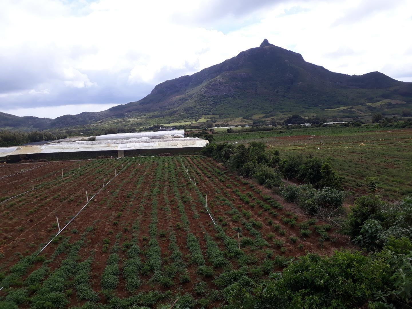 Terrain agricole / à bâtir à vendre – 8 arpents à Petit Verger, St Pierre | Opportunité d'investissement immobilier de premier choix